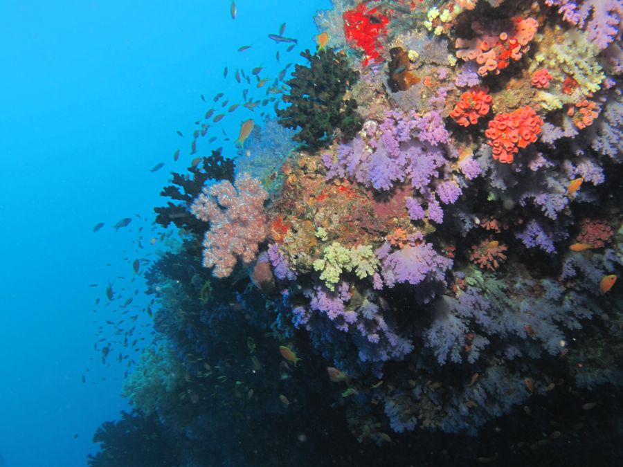 Annama Lodge and Dive — photo 3