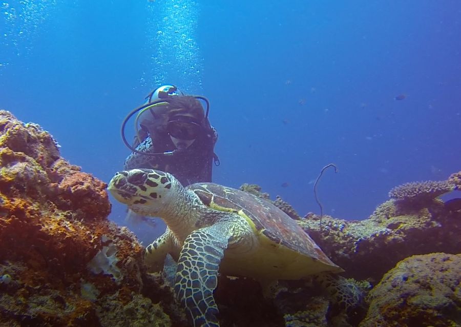 Annama Lodge and Dive — photo 5