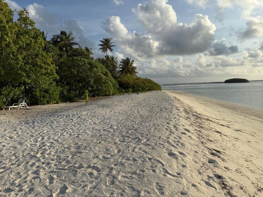 Coconut Palm Dhidhoo — photo 3