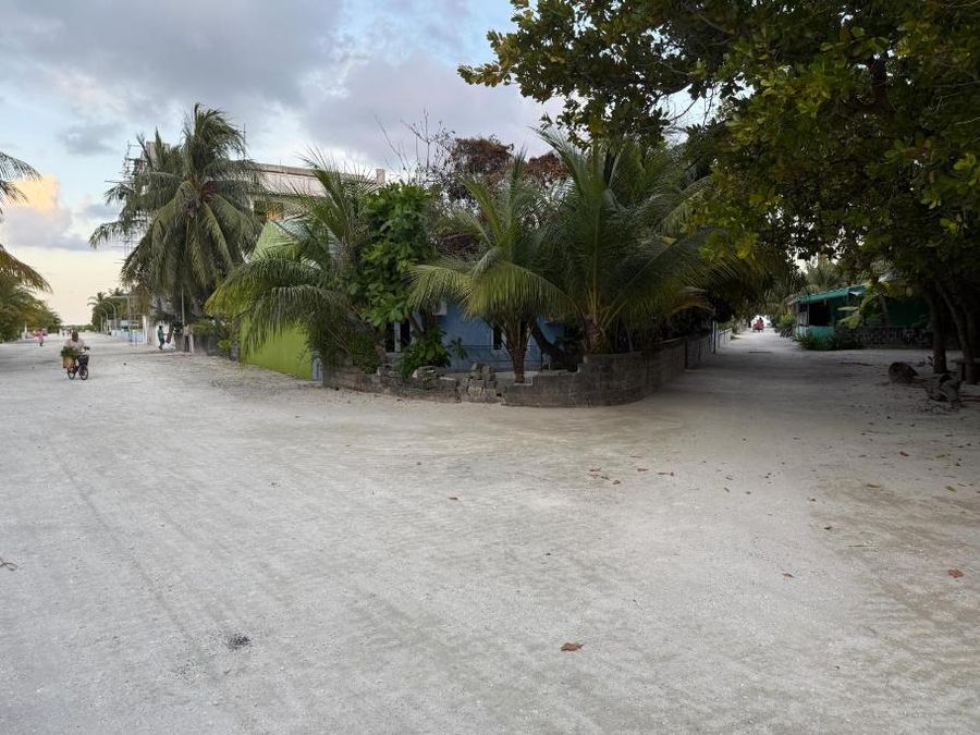 Coconut Palm Dhidhoo — photo 4