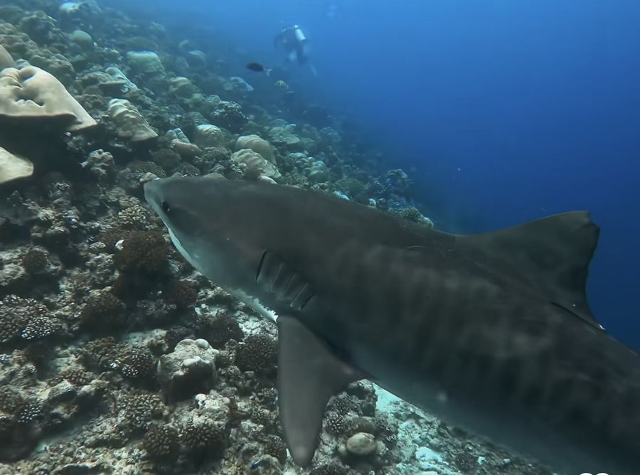 Endhaa Divers Home — photo 4
