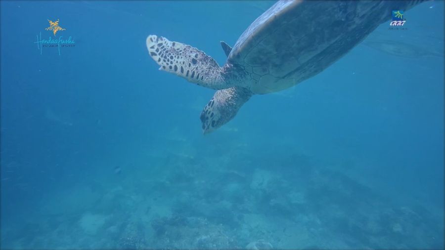 Hondaafushi Island Resort — photo 2