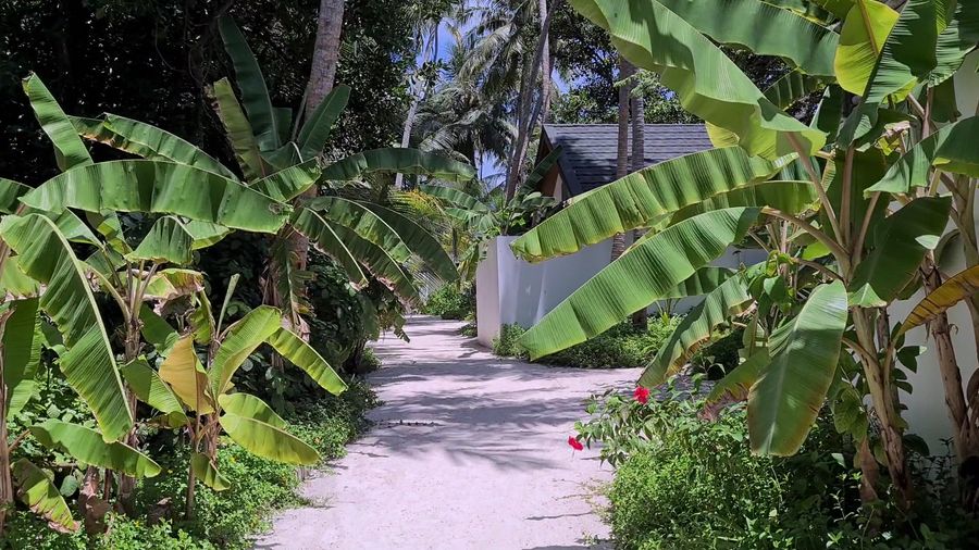 Malahini Kuda Bandos — photo 6