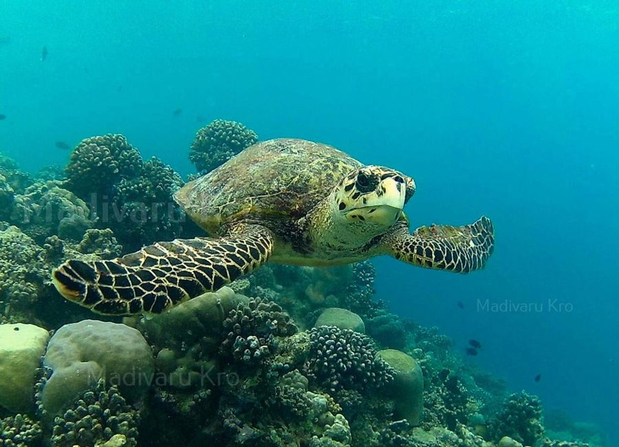Quicksand Rasdhoo — photo 2