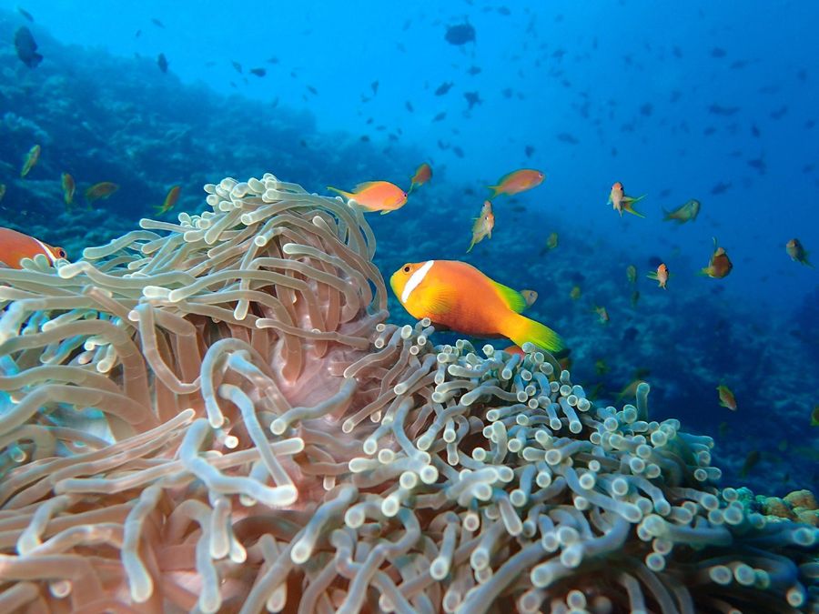 The Nautilus Maldives — photo 3