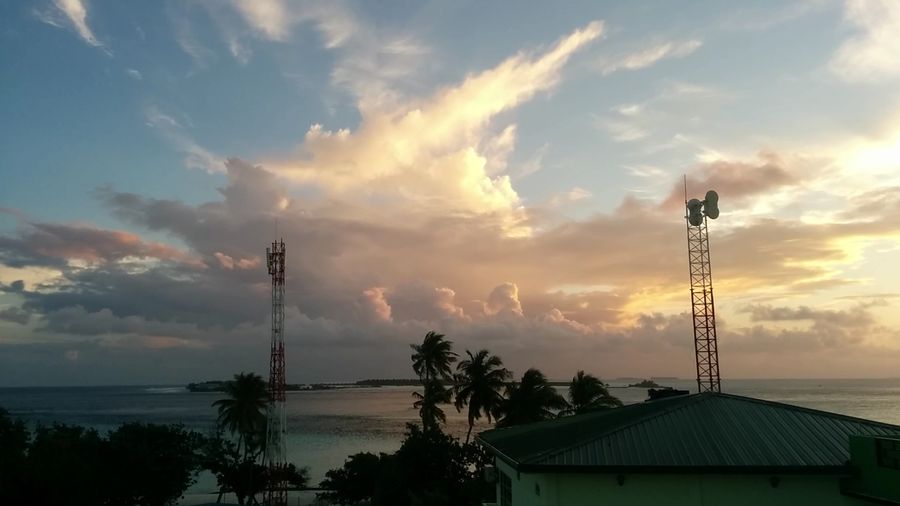 Tropic Tree — photo 2