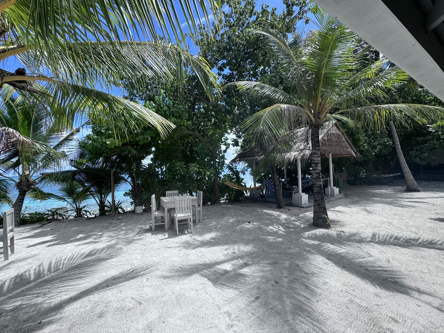 Tropical Tree — photo 3