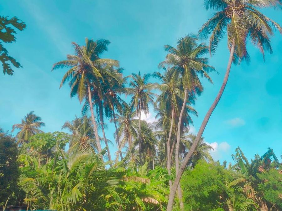 Wish Maamigili — photo 5